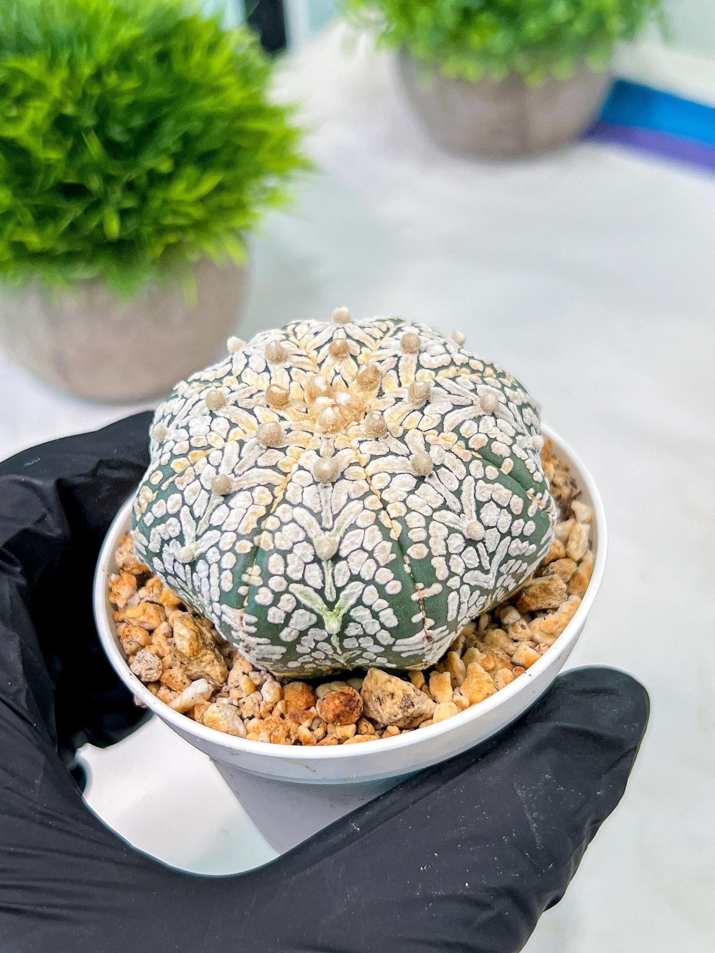 Custom Order- We’ll send you the exact live plant pictured (T5) (o5) | Las Vegas Plant Shp | 3" Pot