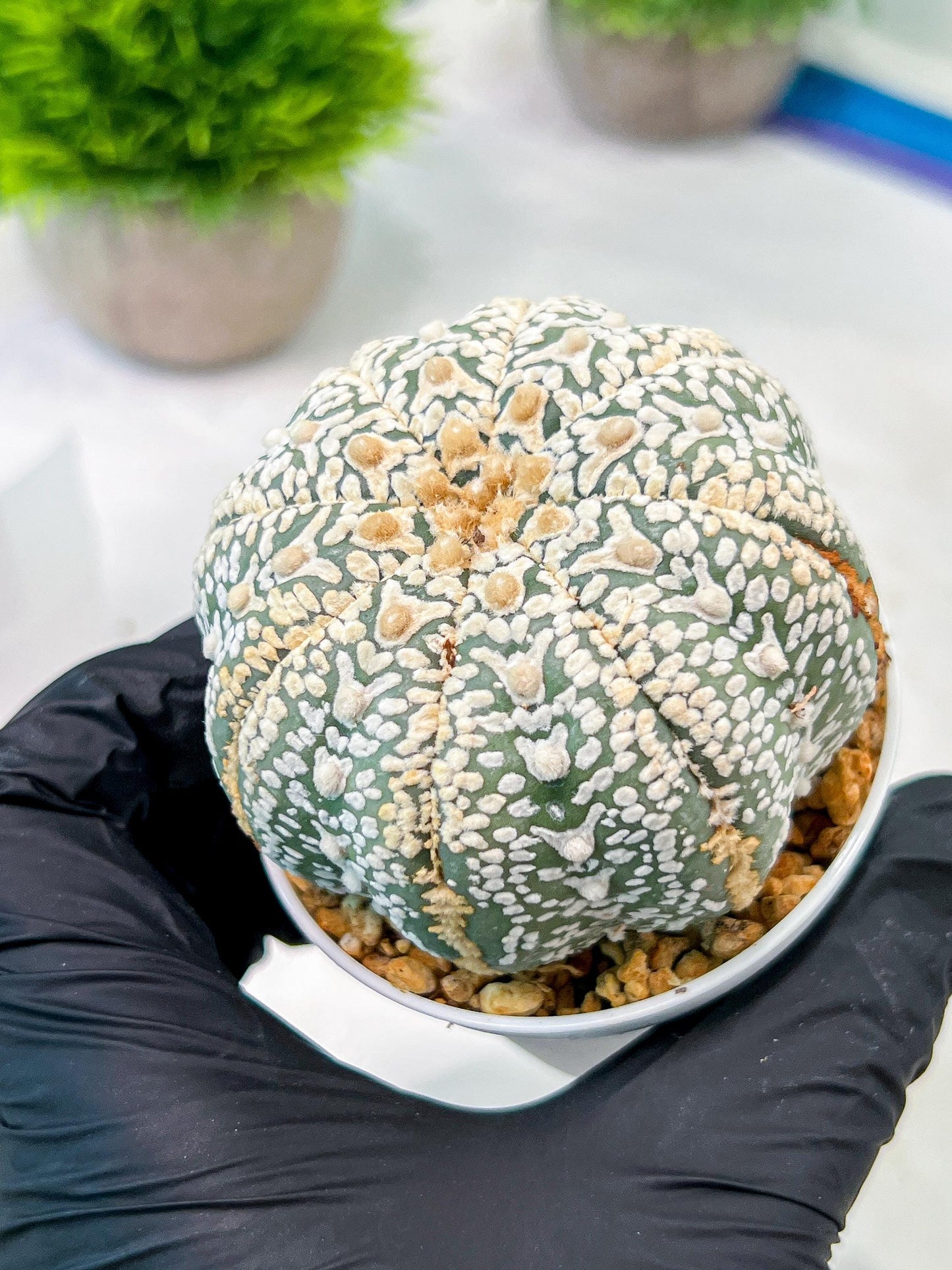 Custom Order- We’ll send you the exact live plant pictured (T5) (o6) | American Plant Seller | 3" Pot