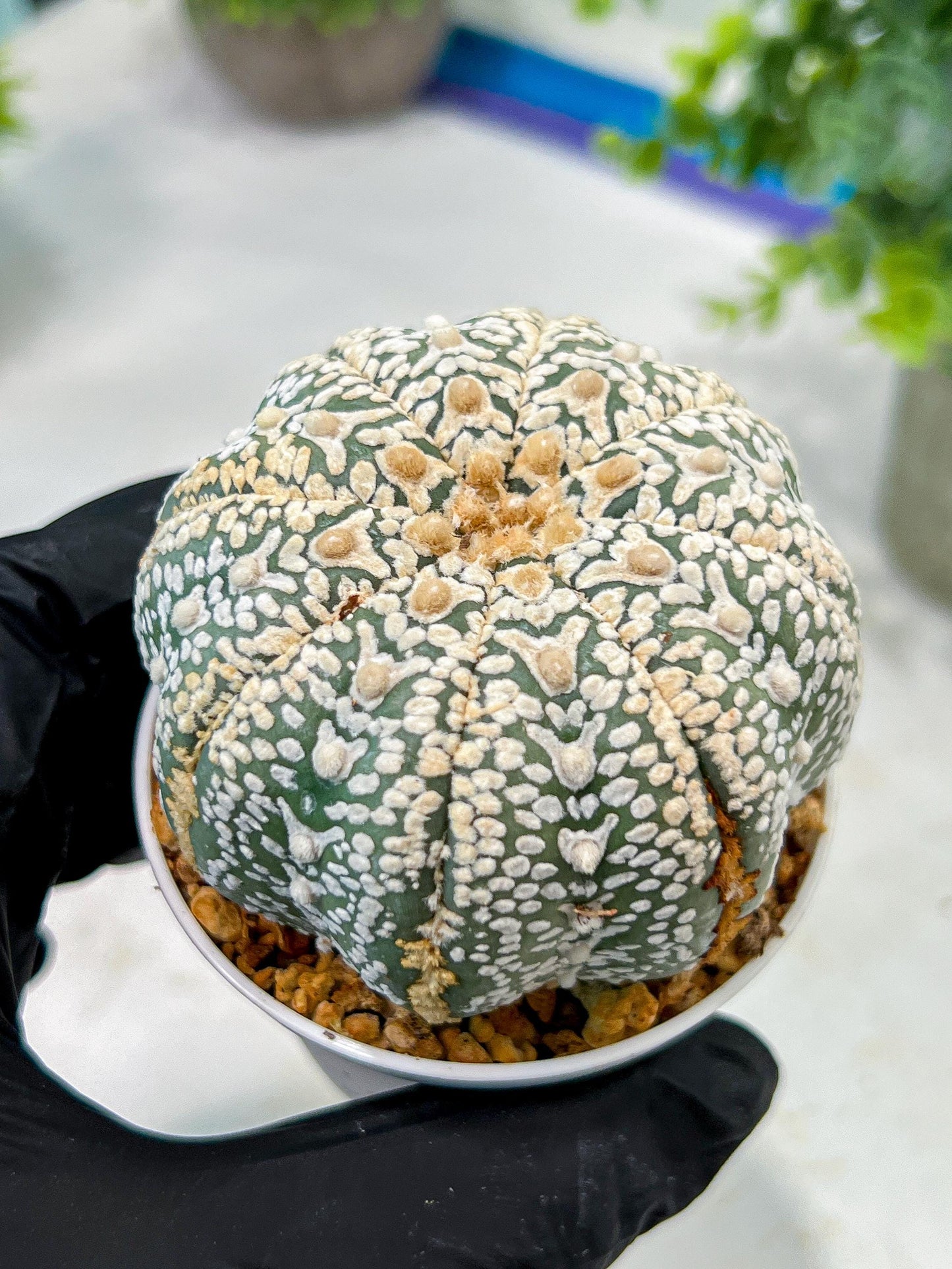 Custom Order- We’ll send you the exact live plant pictured (T5) (o6) | American Plant Seller | 3" Pot