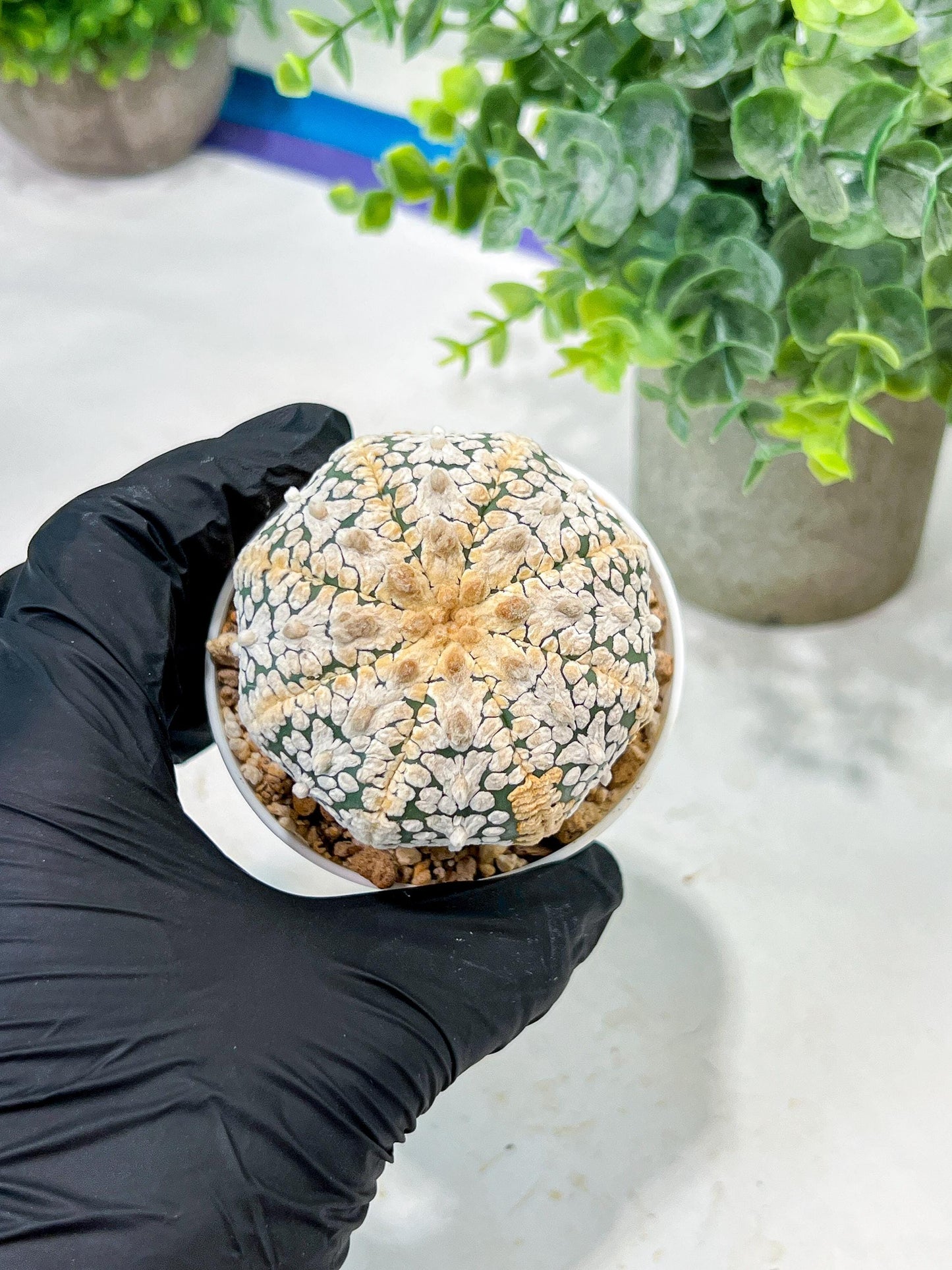 Custom Order- We’ll send you the exact live plant pictured (T5) (o7) | Nevada Plant Seller | 3" Pot