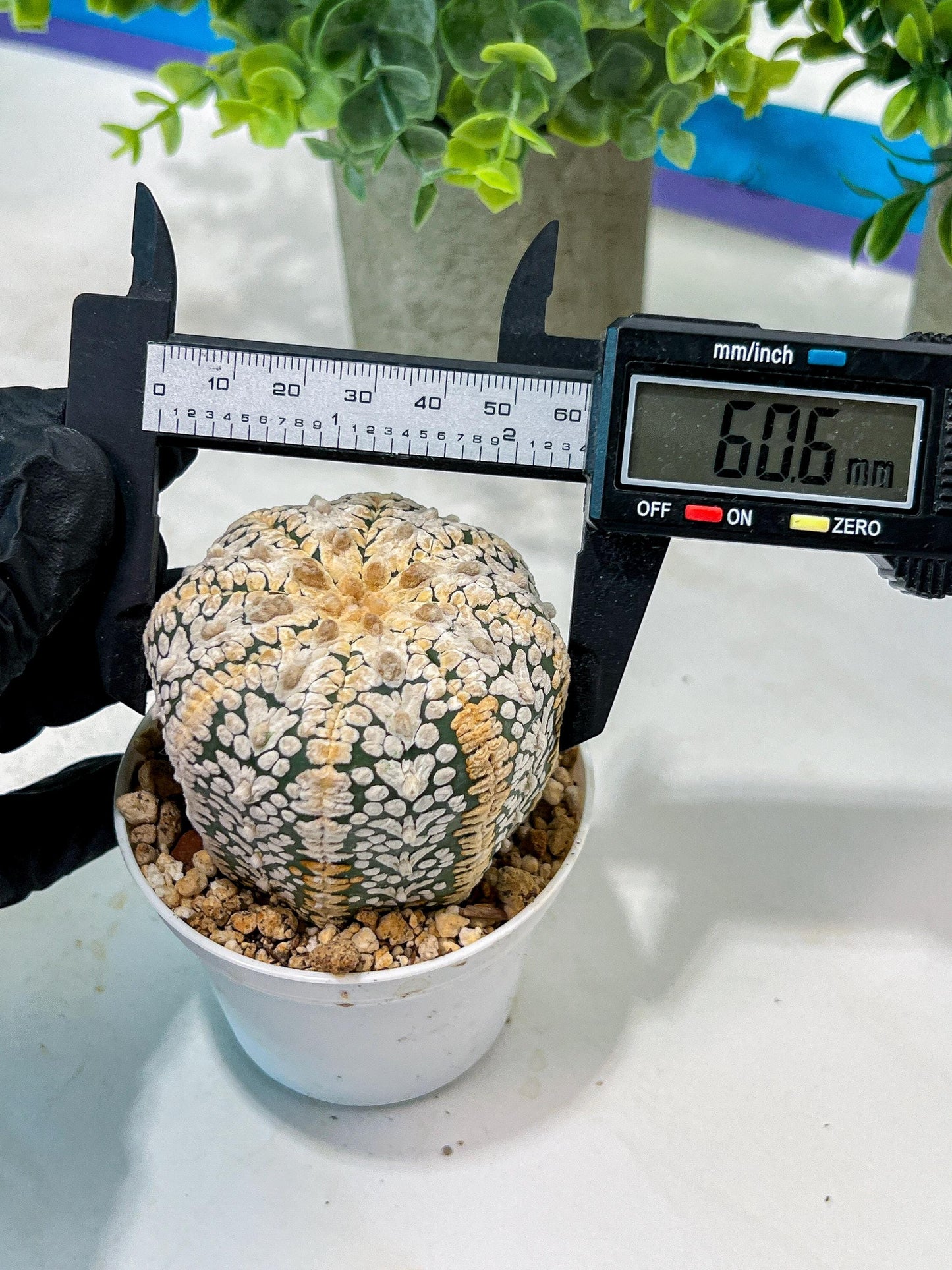 Custom Order- We’ll send you the exact live plant pictured (T5) (o7) | Nevada Plant Seller | 3" Pot