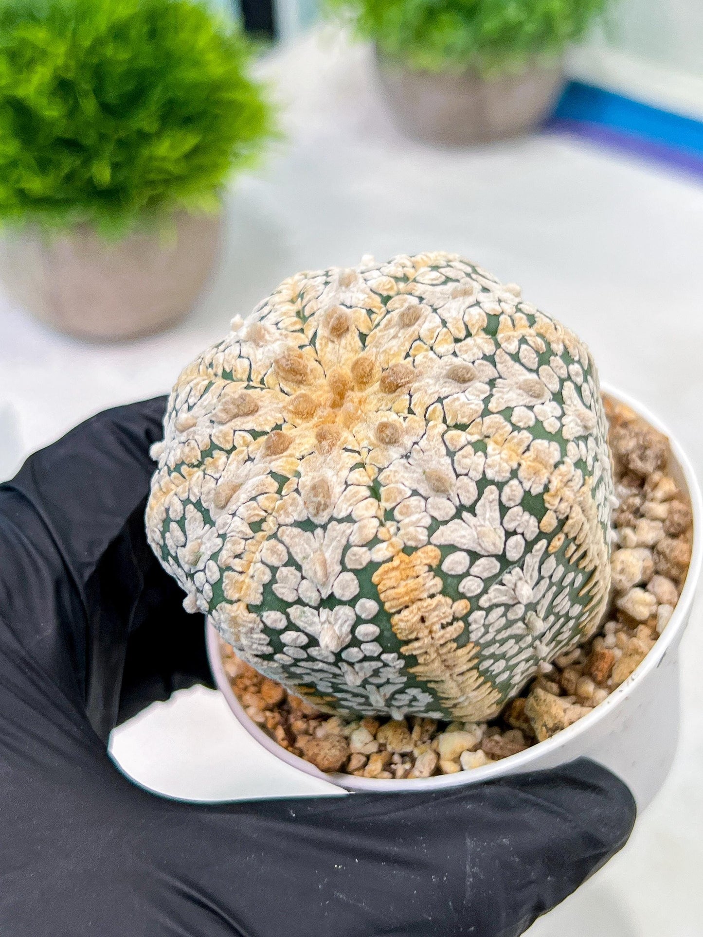 Custom Order- We’ll send you the exact live plant pictured (T5) (o7) | Nevada Plant Seller | 3" Pot