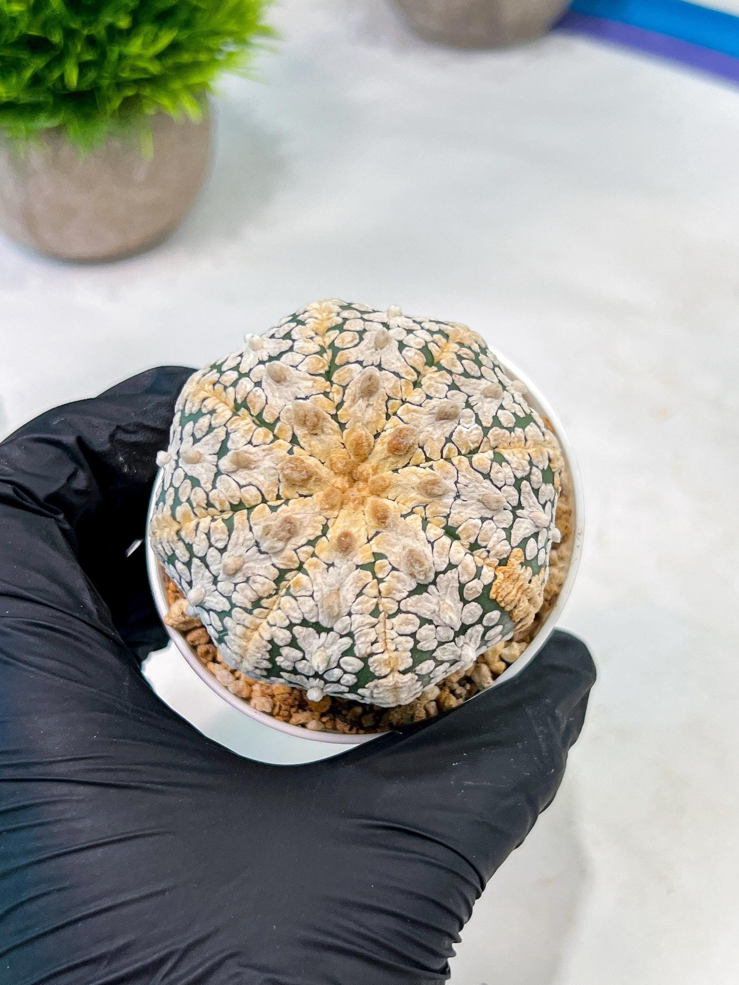 Custom Order- We’ll send you the exact live plant pictured (T5) (o7) | Nevada Plant Seller | 3" Pot