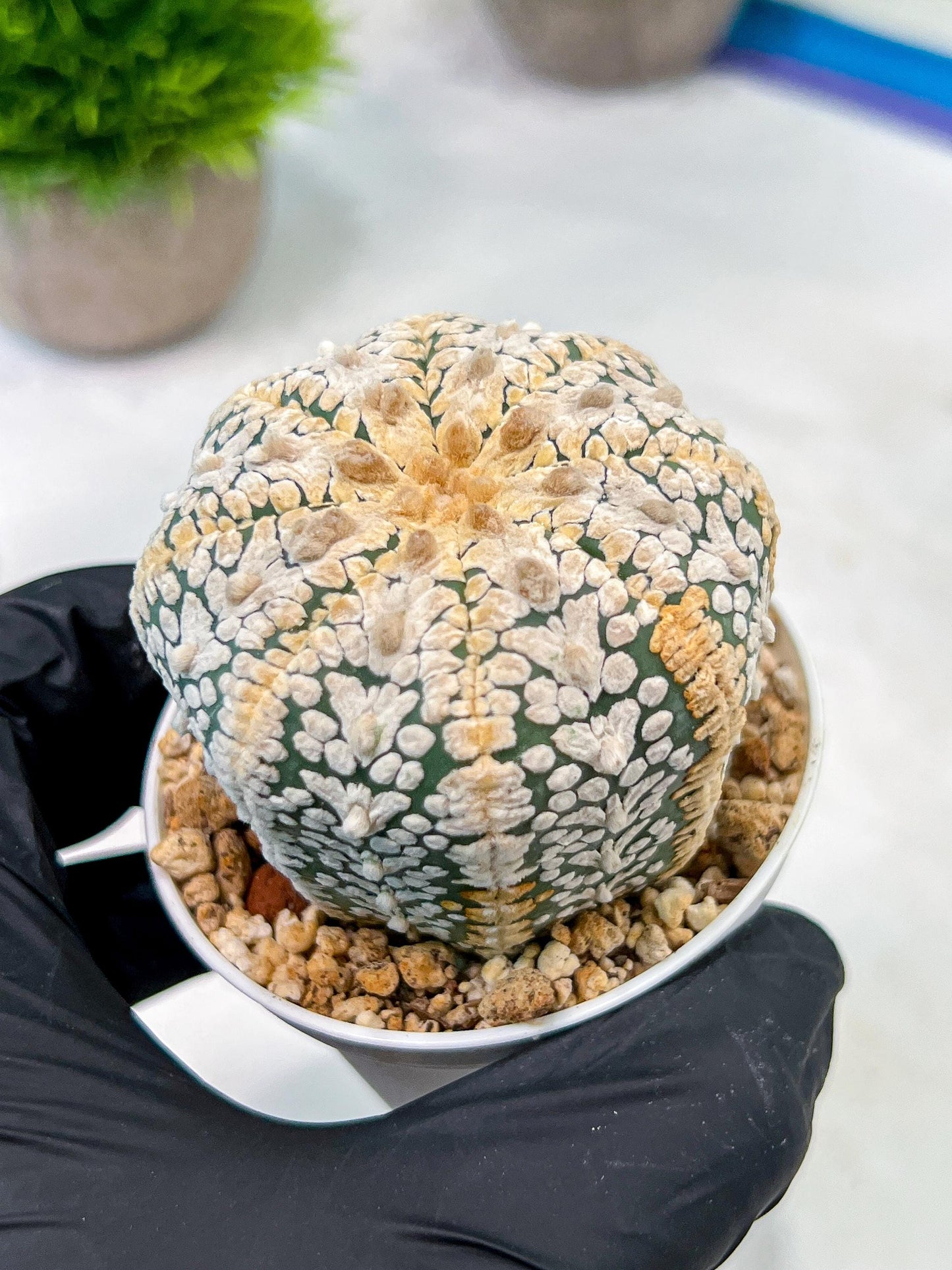 Custom Order- We’ll send you the exact live plant pictured (T5) (o7) | Nevada Plant Seller | 3" Pot