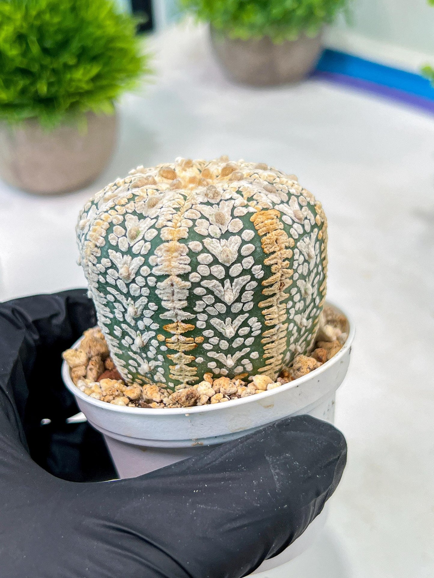 Custom Order- We’ll send you the exact live plant pictured (T5) (o7) | Nevada Plant Seller | 3" Pot