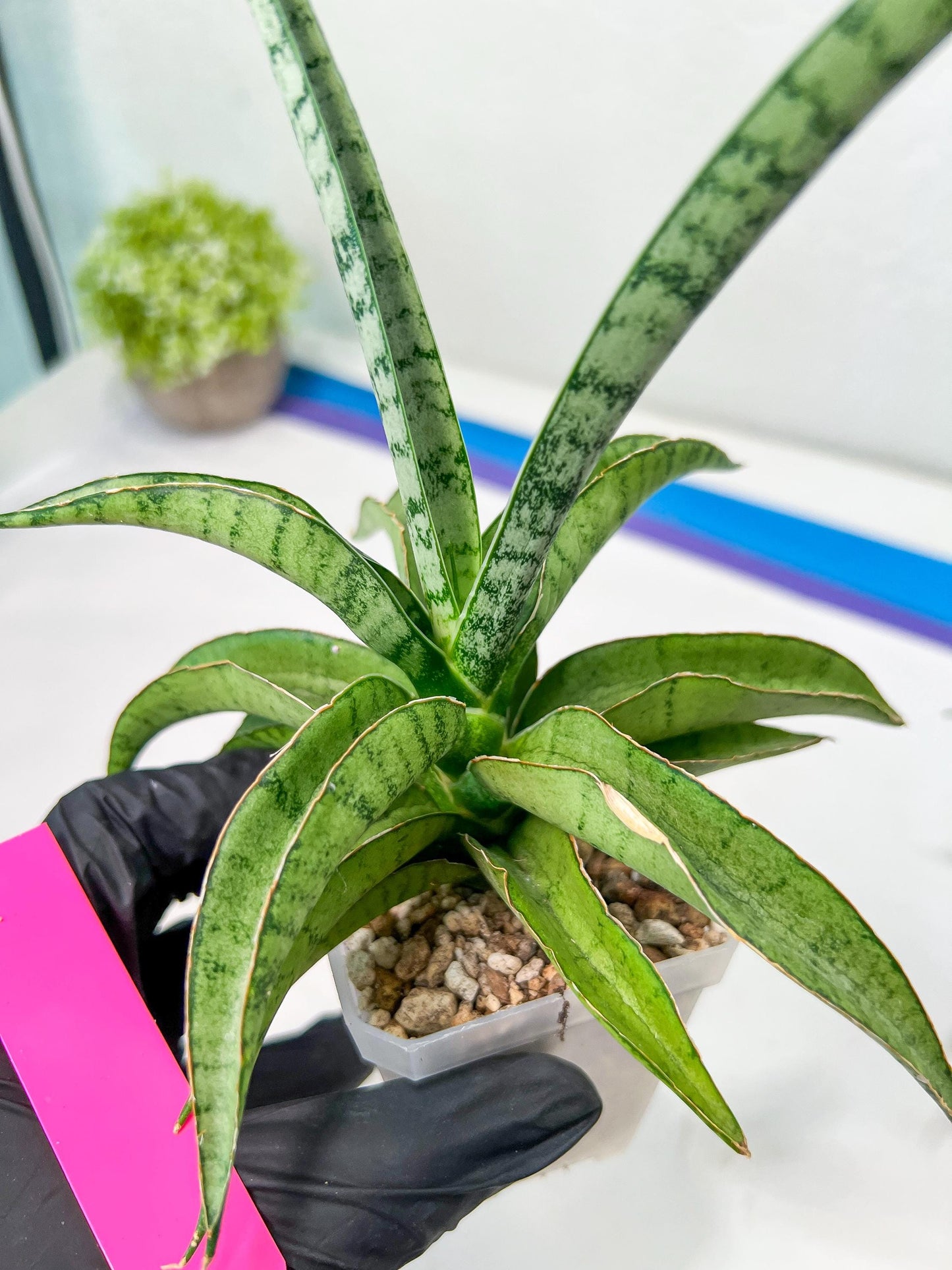 Sansevieria Dancing Lady (#A1) | Imported House Plants
