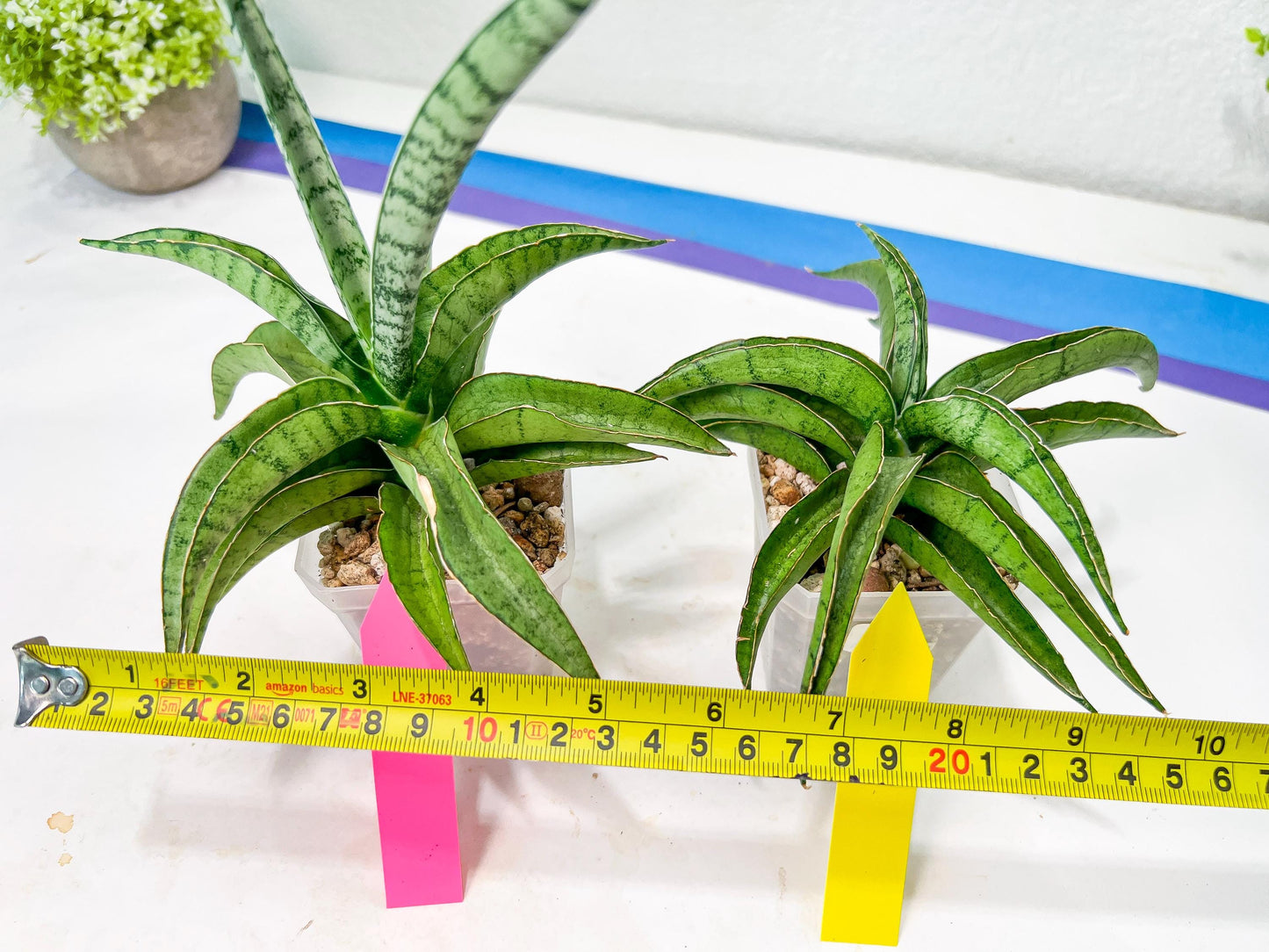 Sansevieria Dancing Lady (#A1) | Imported House Plants