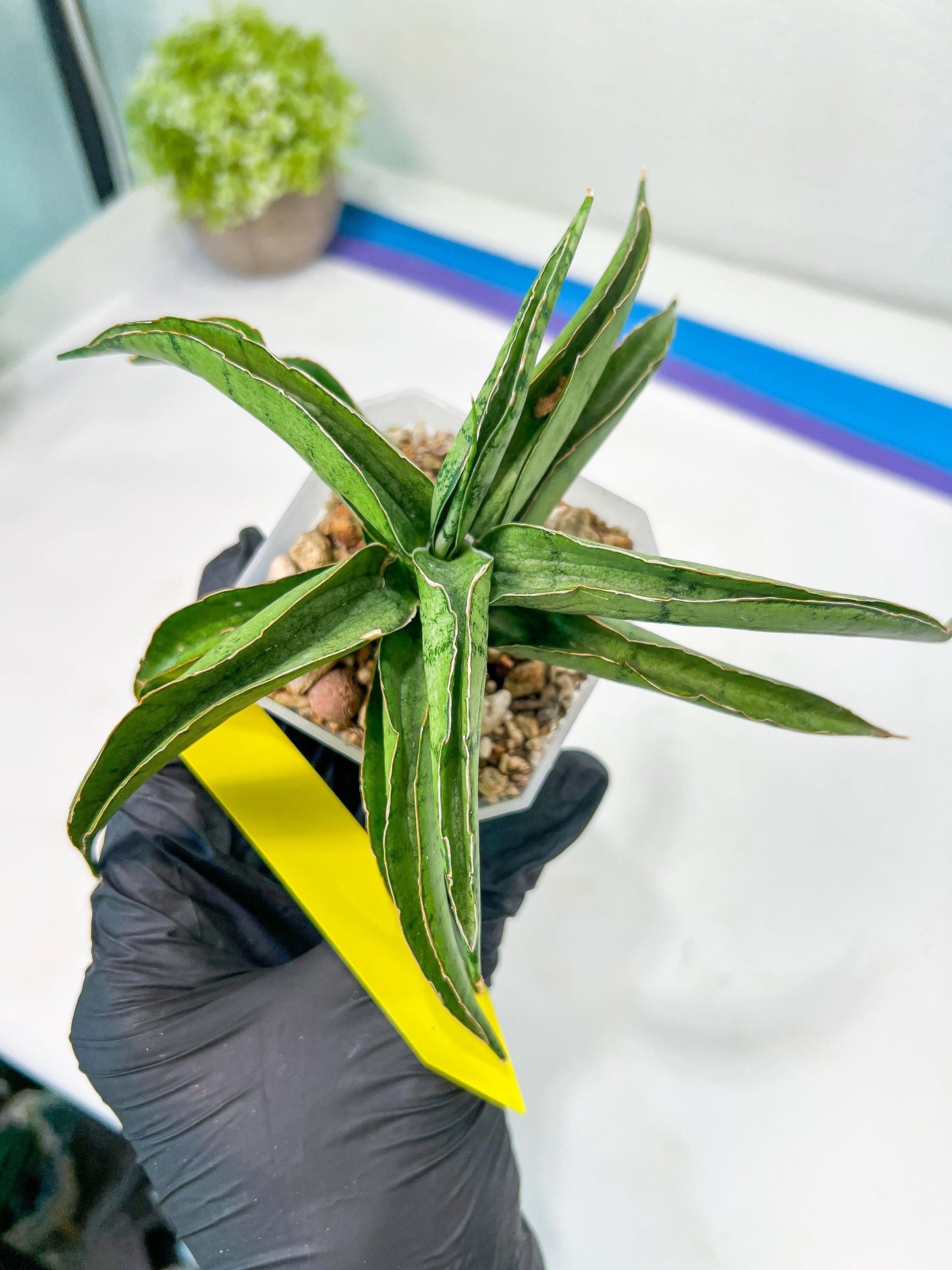 Sansevieria Dancing Lady (#A1) | Imported House Plants