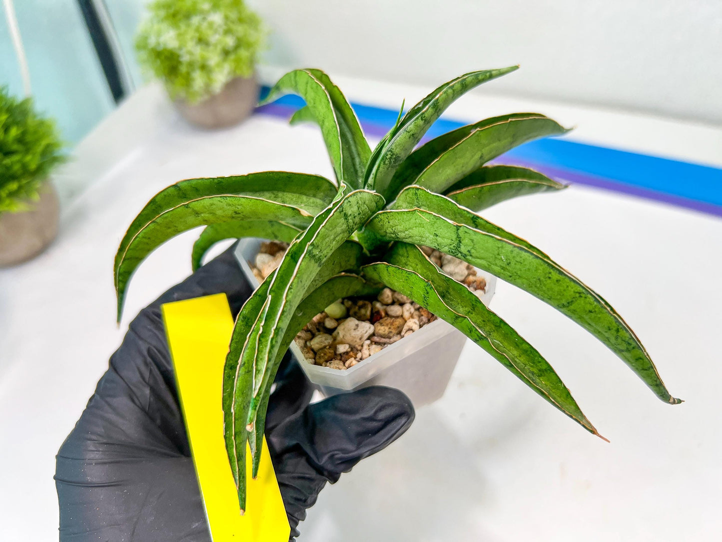 Sansevieria Dancing Lady (#A1) | Imported House Plants
