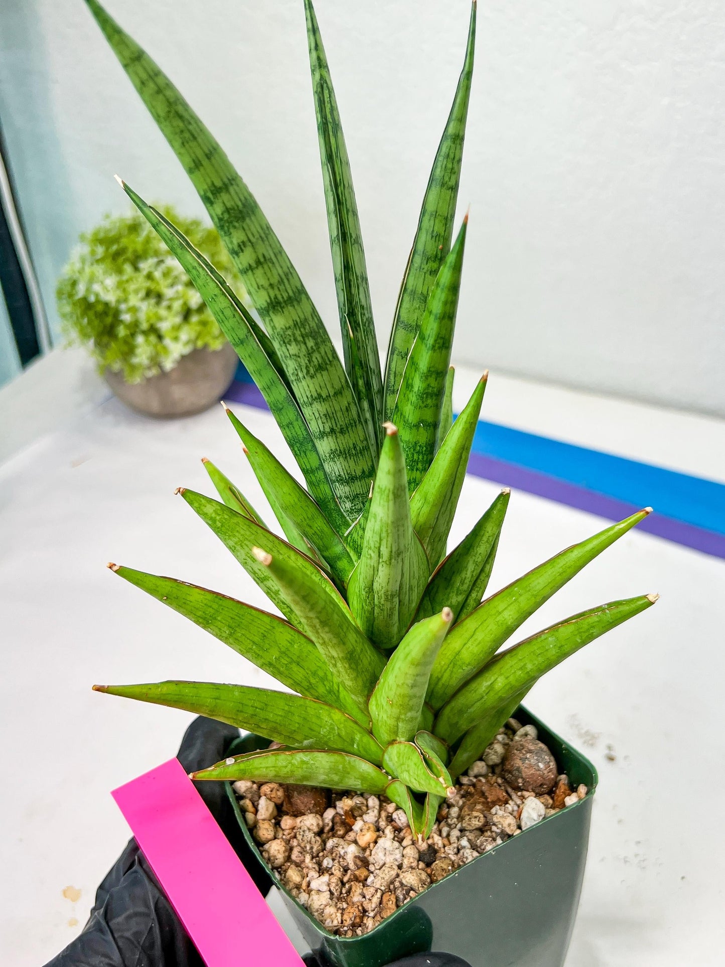 Sansevieria RockMan XL (#B1) | Rare Hybrid Species