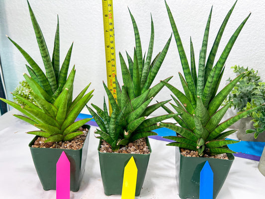 Sansevieria RockMan XL (#B1) | Rare Hybrid Species