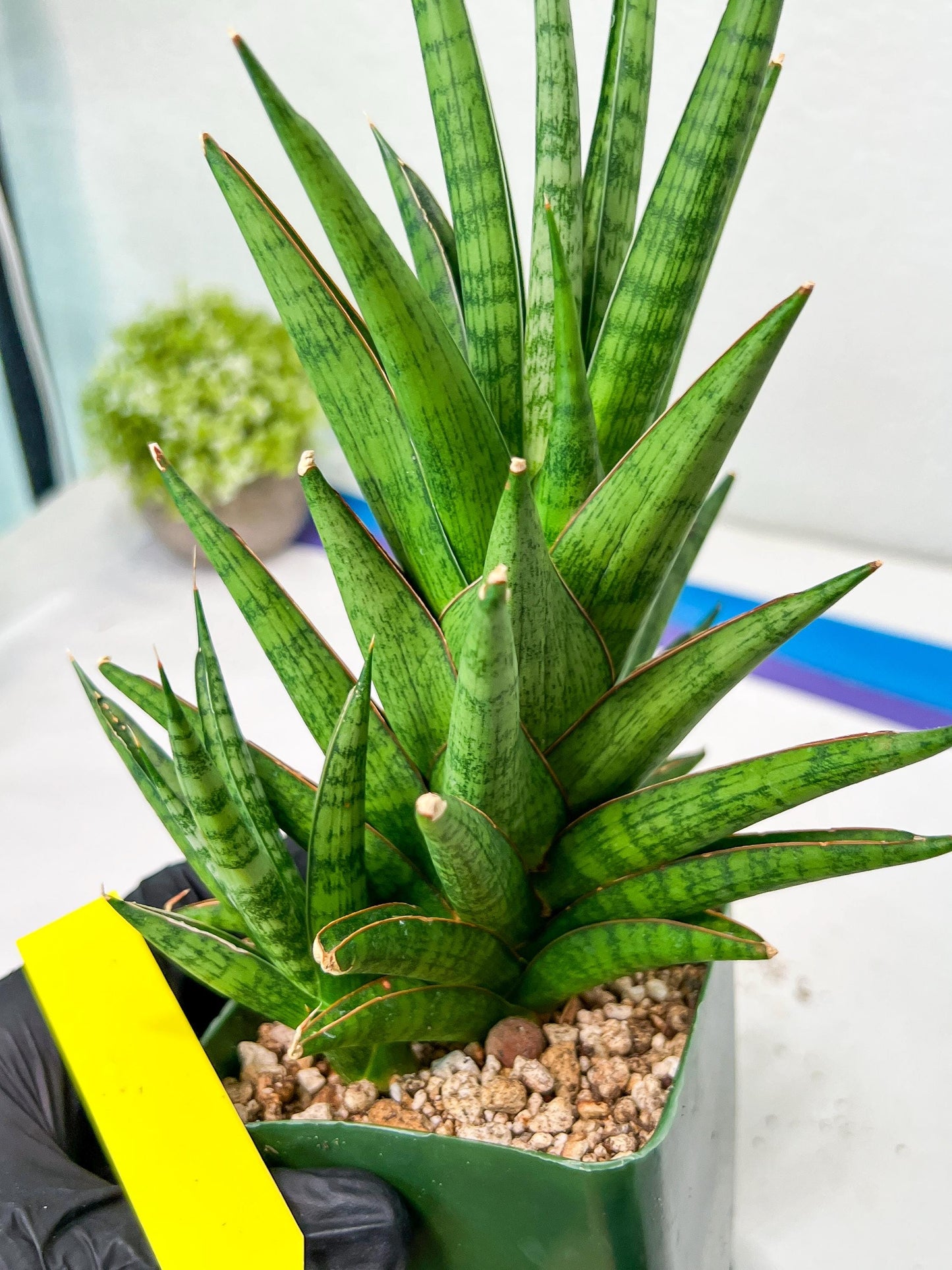 Sansevieria RockMan XL (#B1) | Rare Hybrid Species