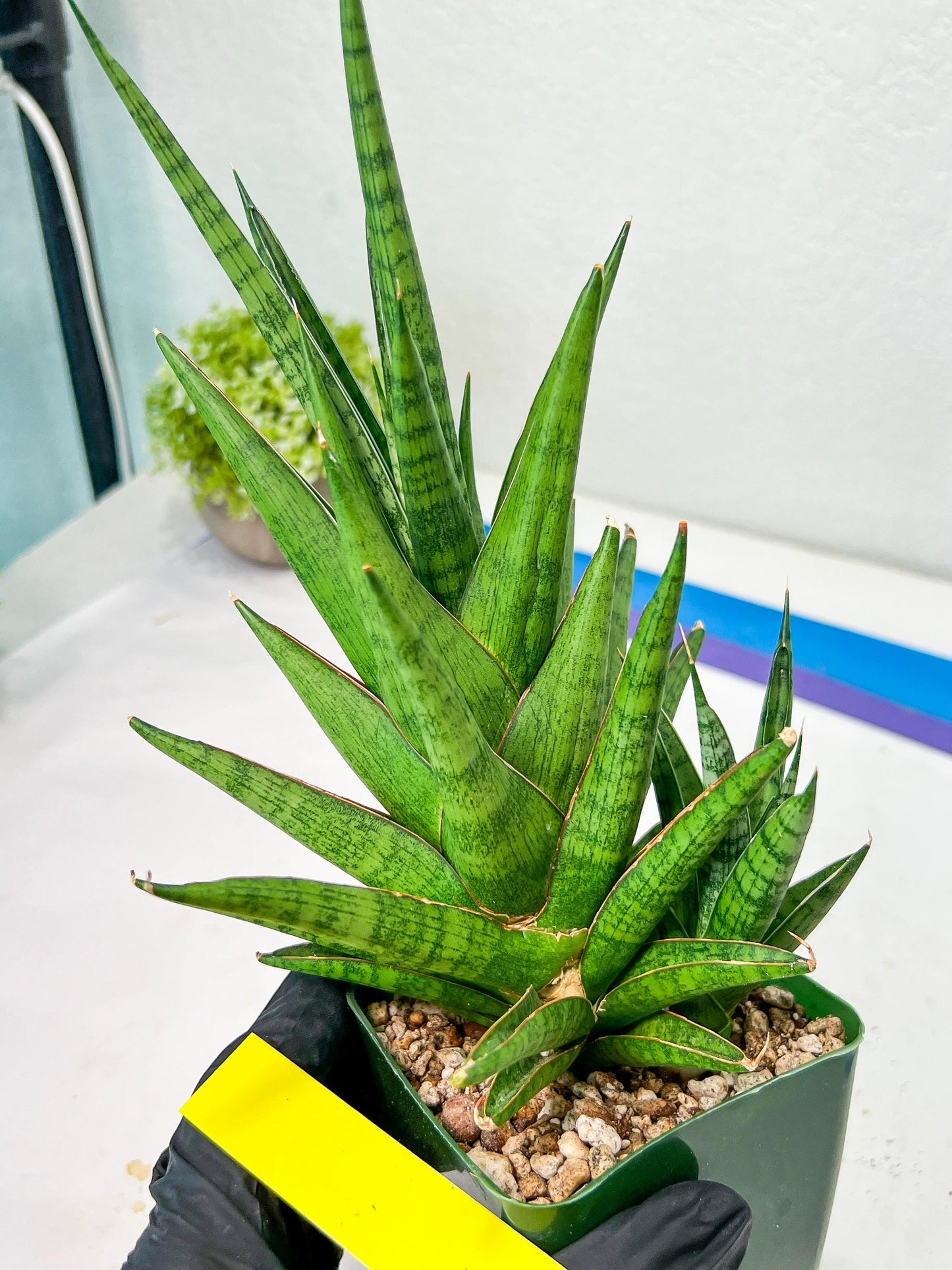 Sansevieria RockMan XL (#B1) | Rare Hybrid Species