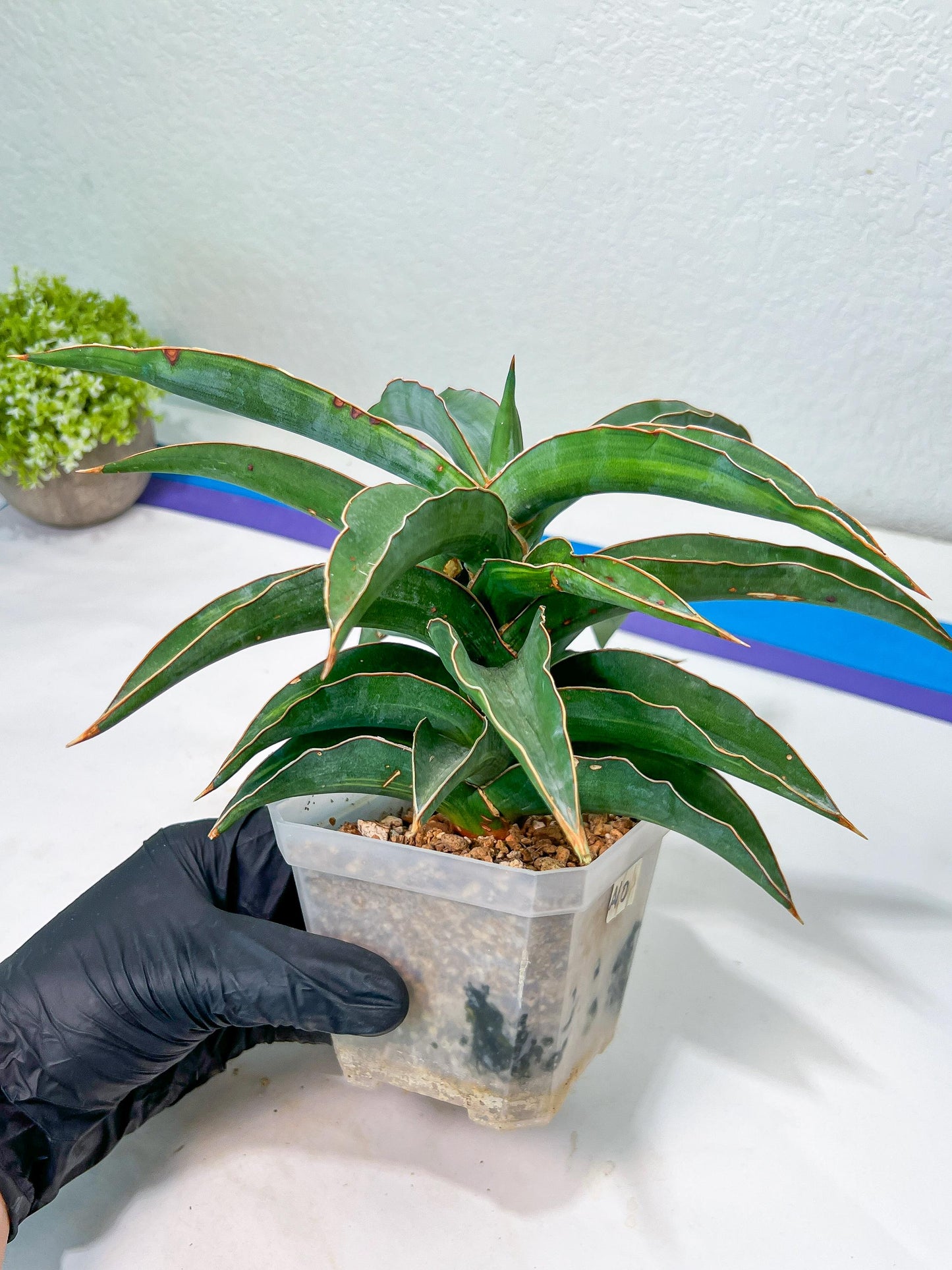 Sansevieria Variegated Blue Leaf