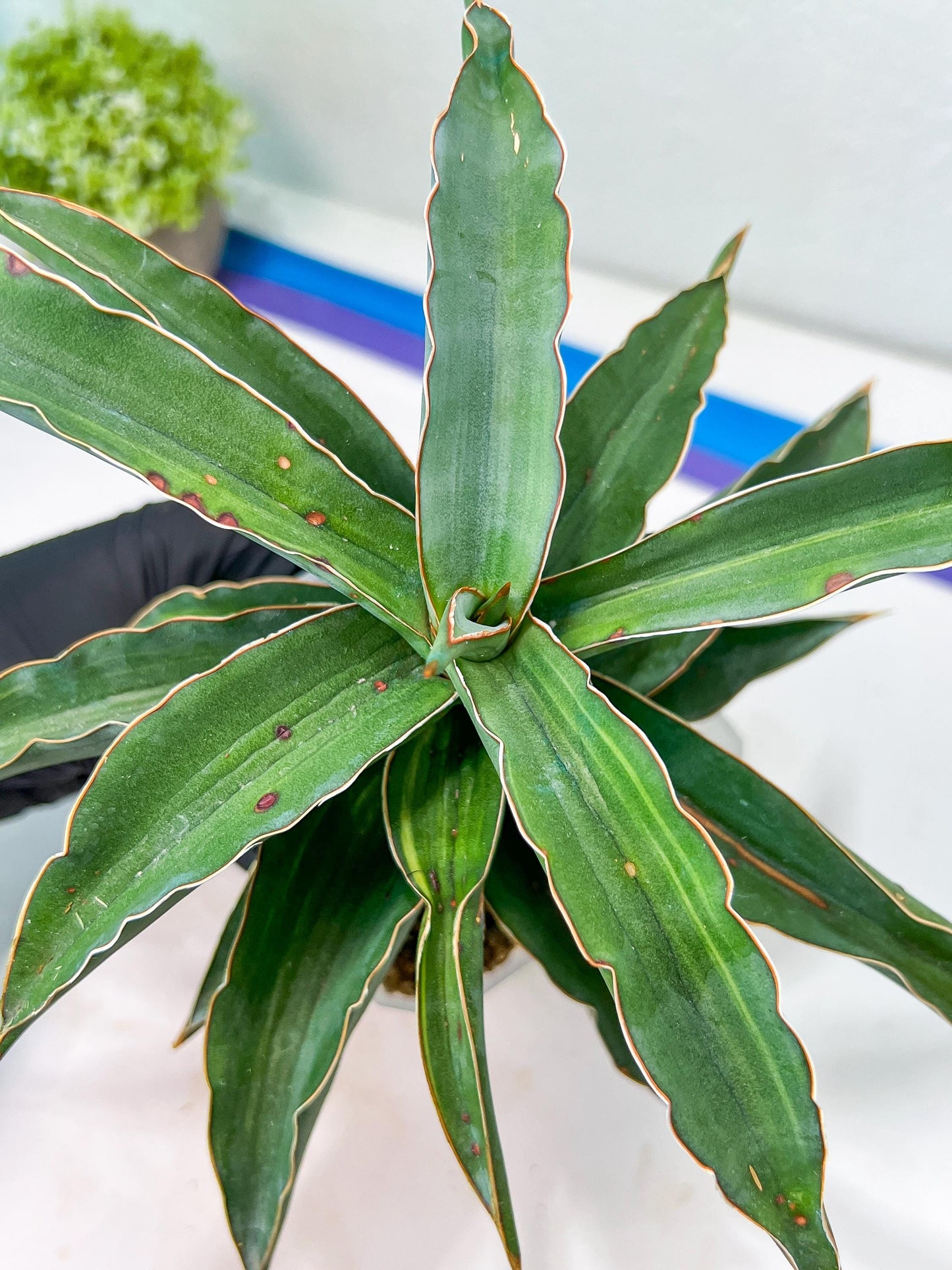 Sansevieria Variegated Blue Leaf