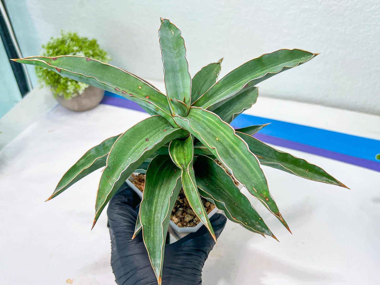 Sansevieria Variegated Blue Leaf