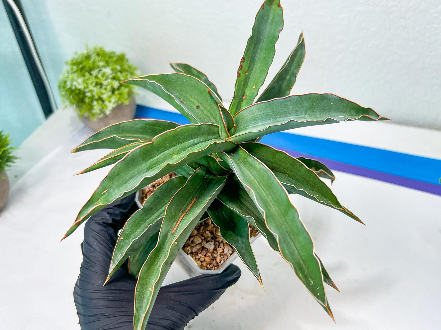 Sansevieria Variegated Blue Leaf