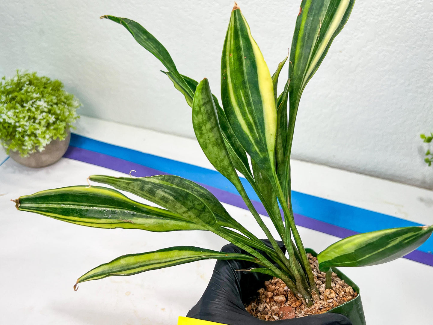 Sansevieria Sudwala Caves Variegated | Rare Impoted Plants