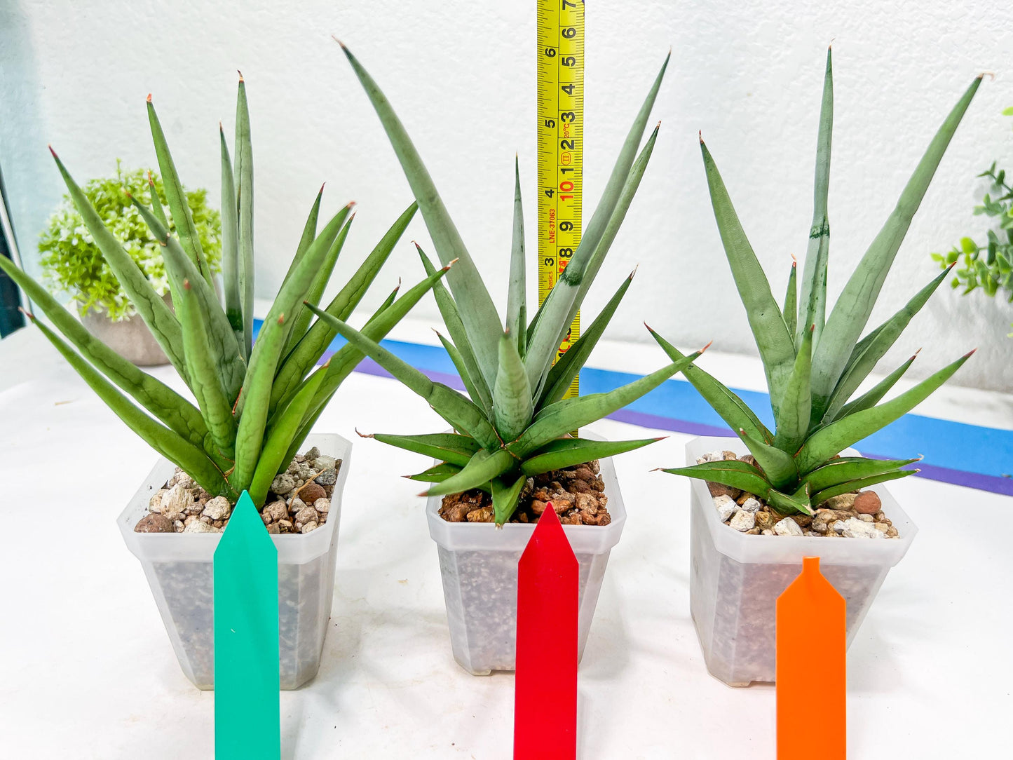 Sansevieria Thunder Stream (#A6) | Impoted Indoor plants