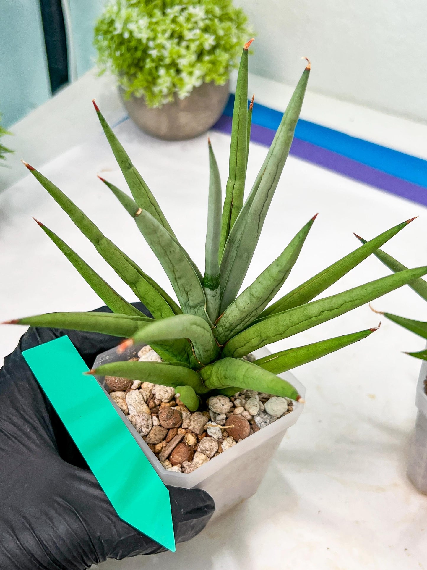 Sansevieria Thunder Stream (#A6) | Impoted Indoor plants