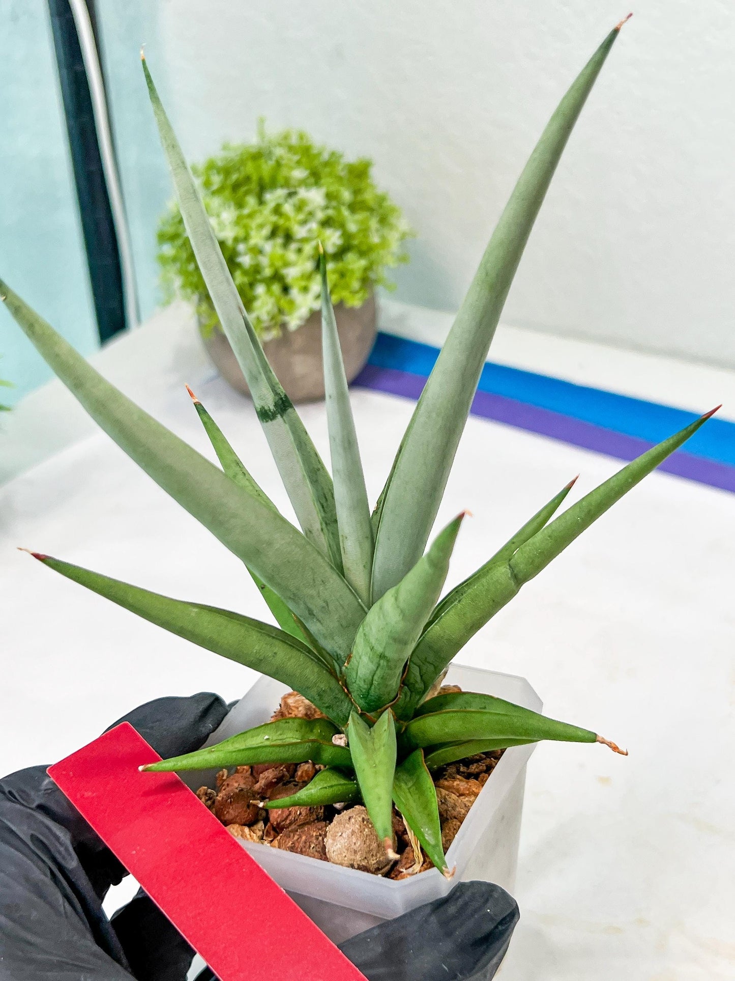Sansevieria Thunder Stream (#A6) | Impoted Indoor plants