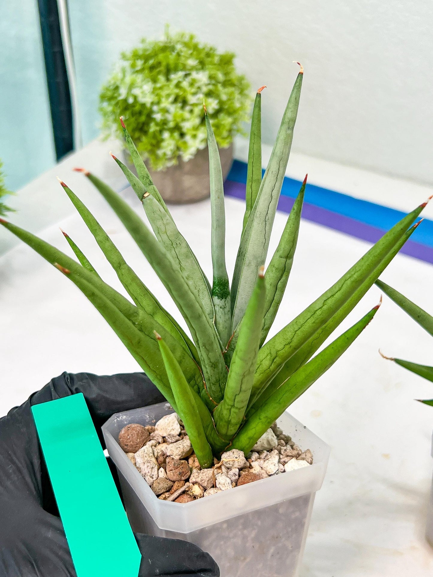 Sansevieria Thunder Stream (#A6) | Impoted Indoor plants