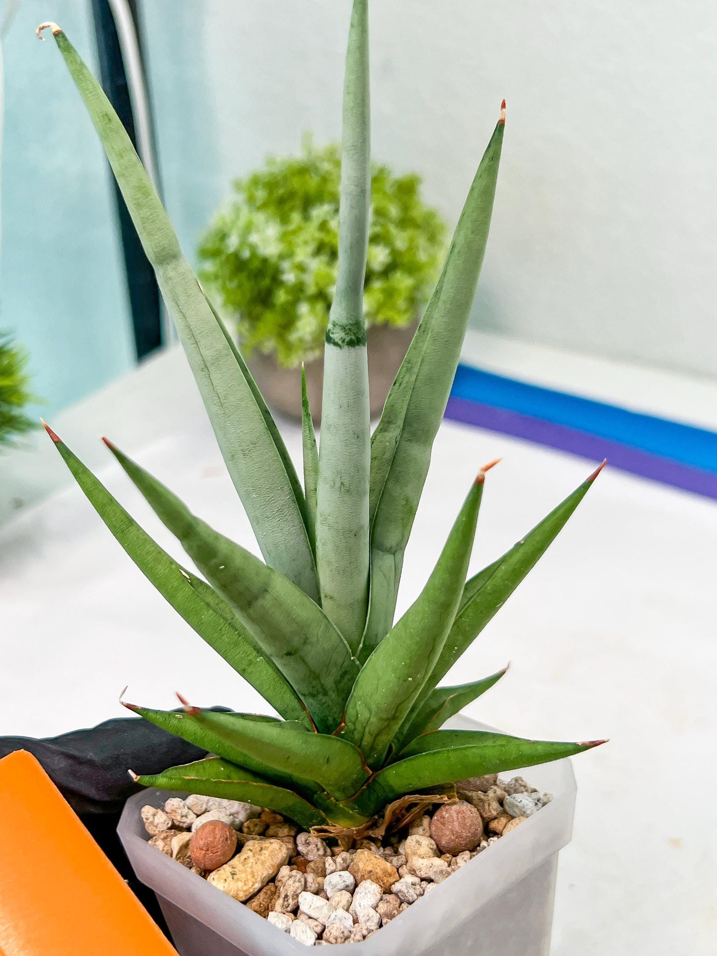 Sansevieria Thunder Stream (#A6) | Impoted Indoor plants