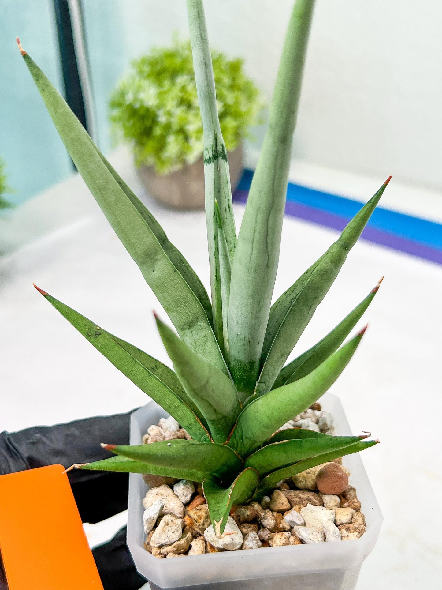 Sansevieria Thunder Stream (#A6) | Impoted Indoor plants