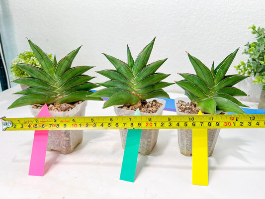 Sansevieria Emerald Wing (#A6) | Rare and Limited Amount