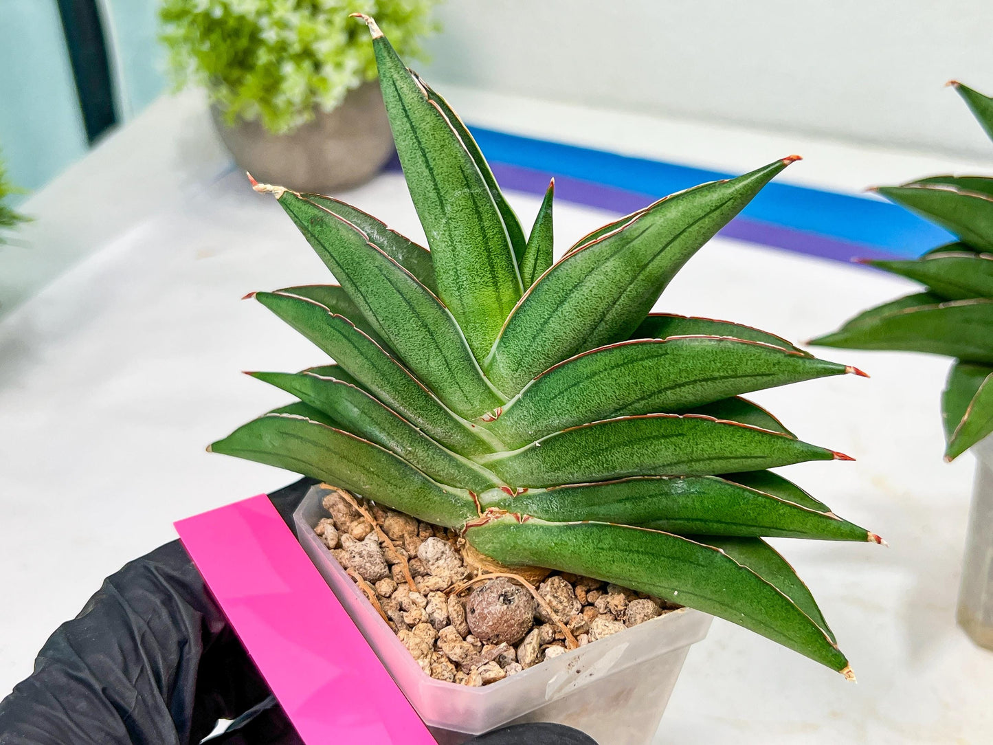 Sansevieria Emerald Wing (#A6) | Rare and Limited Amount