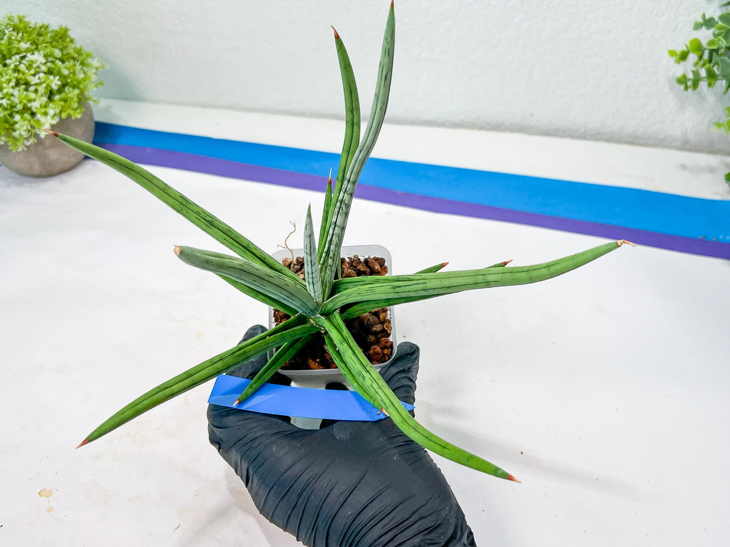Sansevieria Quentin | Imported Plants | Rare Hybrid Species