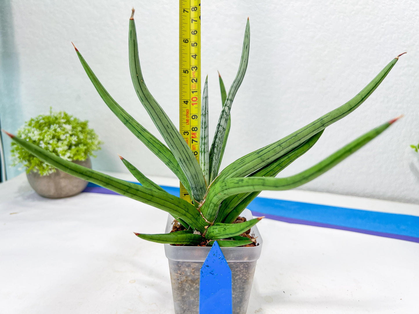 Sansevieria Quentin | Imported Plants | Rare Hybrid Species