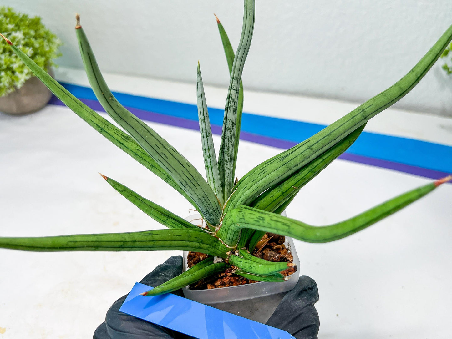 Sansevieria Quentin | Imported Plants | Rare Hybrid Species