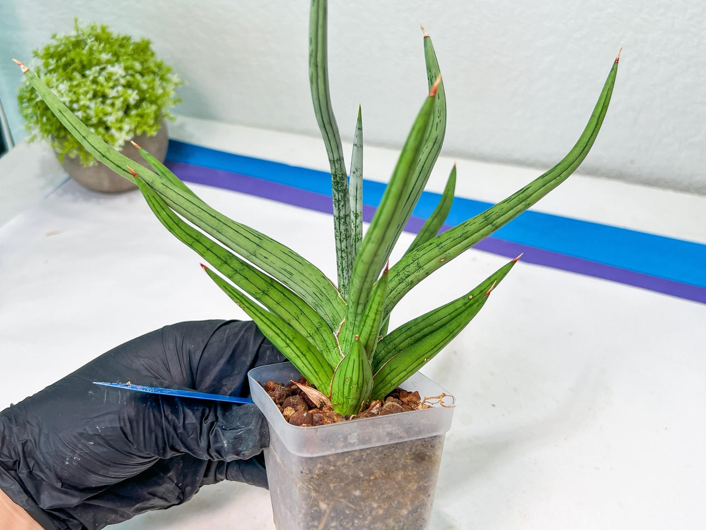 Sansevieria Quentin | Imported Plants | Rare Hybrid Species