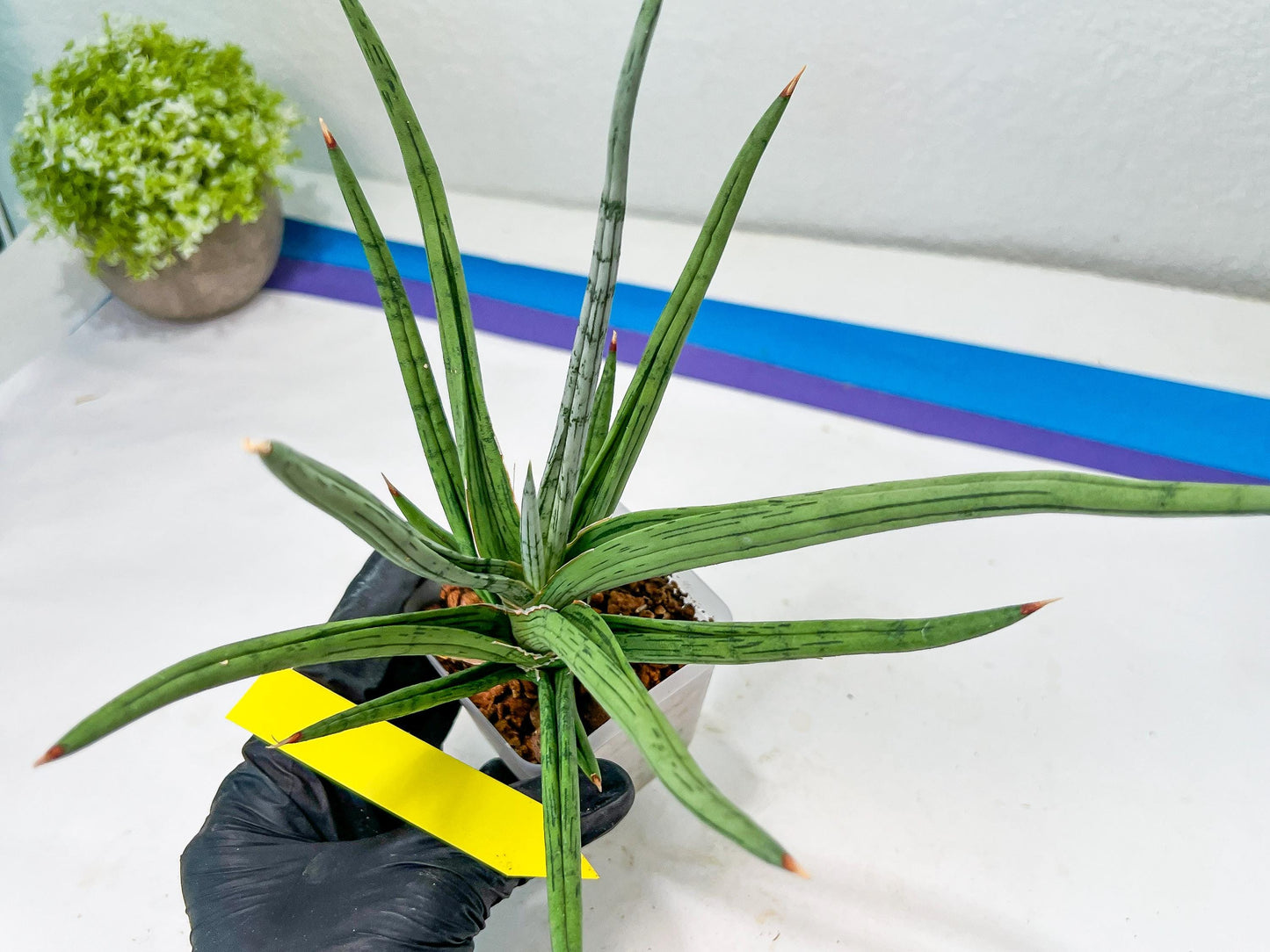 Sansevieria Quentin | Imported Plants | Rare Hybrid Species