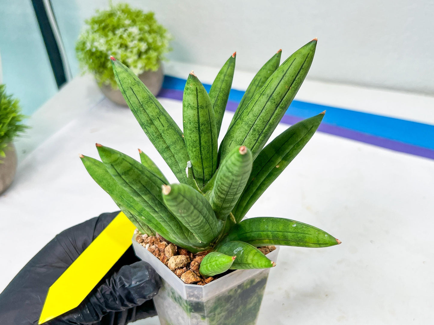 Sansevieria Mr. Hook Large (#C5) | Rare Imported House Plants