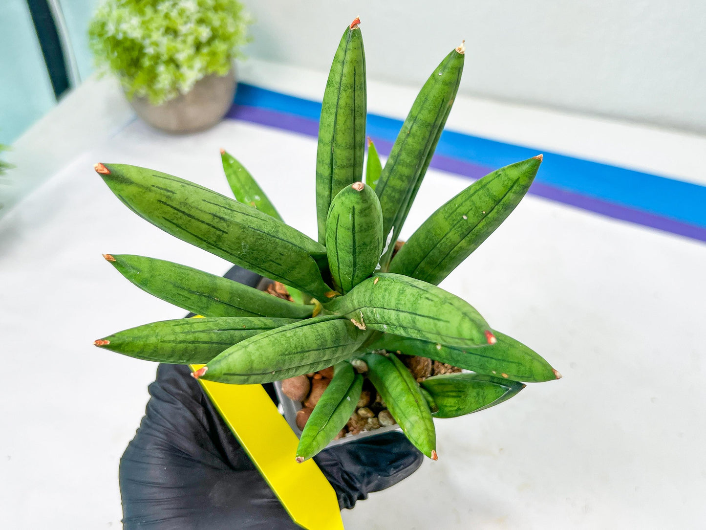 Sansevieria Mr. Hook Large (#C5) | Rare Imported House Plants