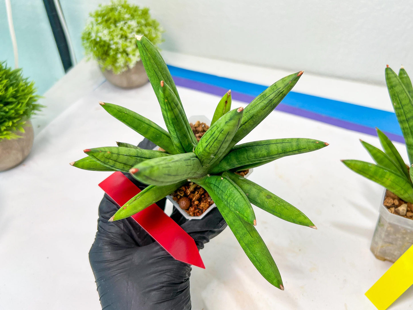 Sansevieria Mr. Hook Large (#C5) | Rare Imported House Plants