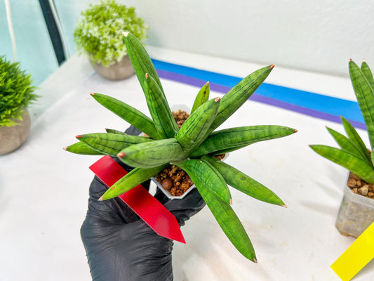 Sansevieria Mr. Hook Large (#C5) | Rare Imported House Plants