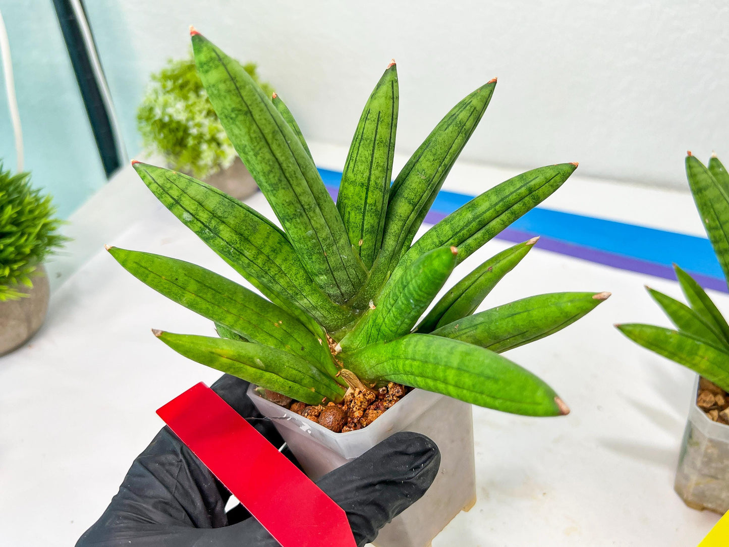 Sansevieria Mr. Hook Large (#C5) | Rare Imported House Plants