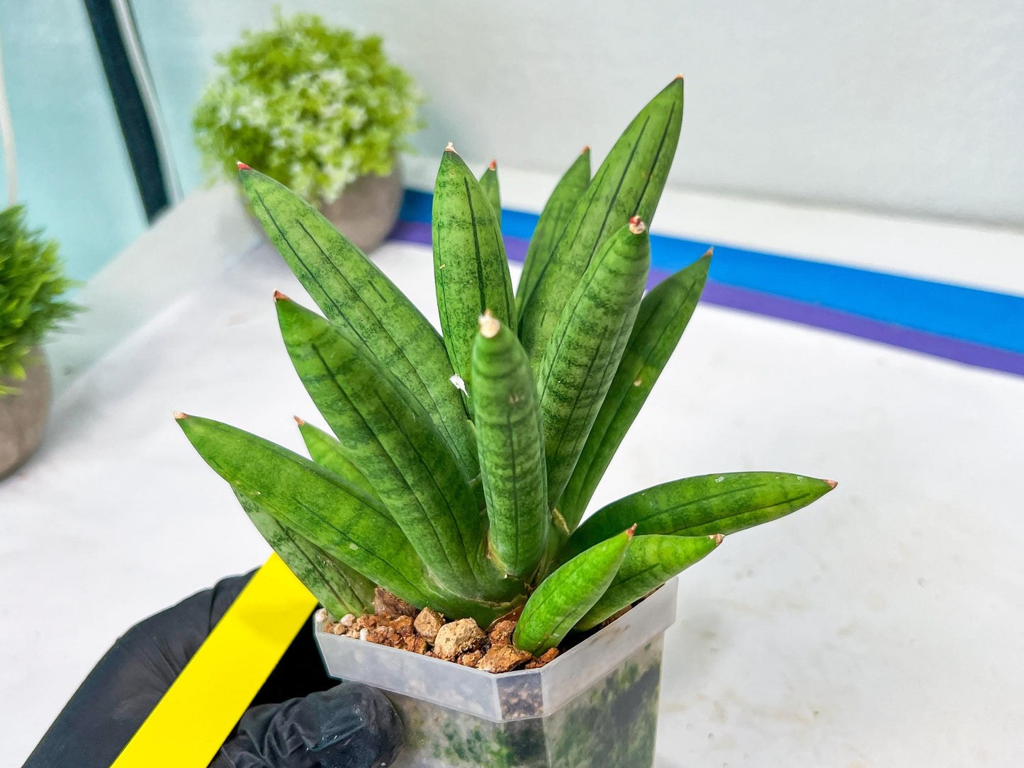 Sansevieria Mr. Hook Large (#C5) | Rare Imported House Plants
