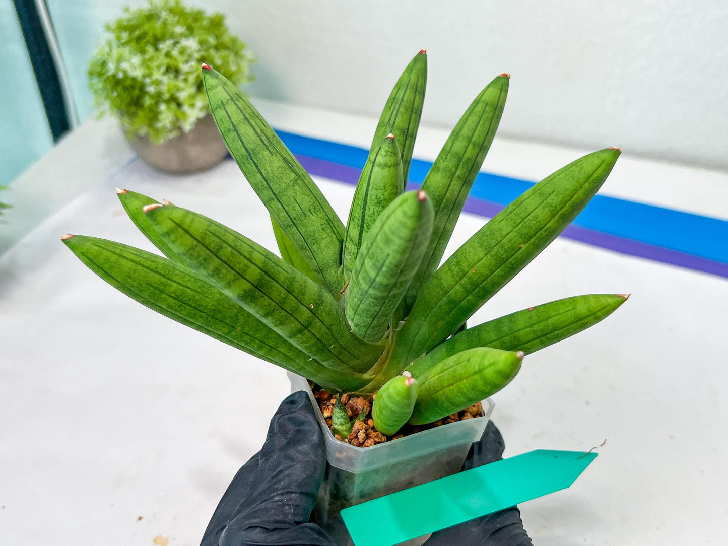 Sansevieria Mr. Hook Large (#C5) | Rare Imported House Plants