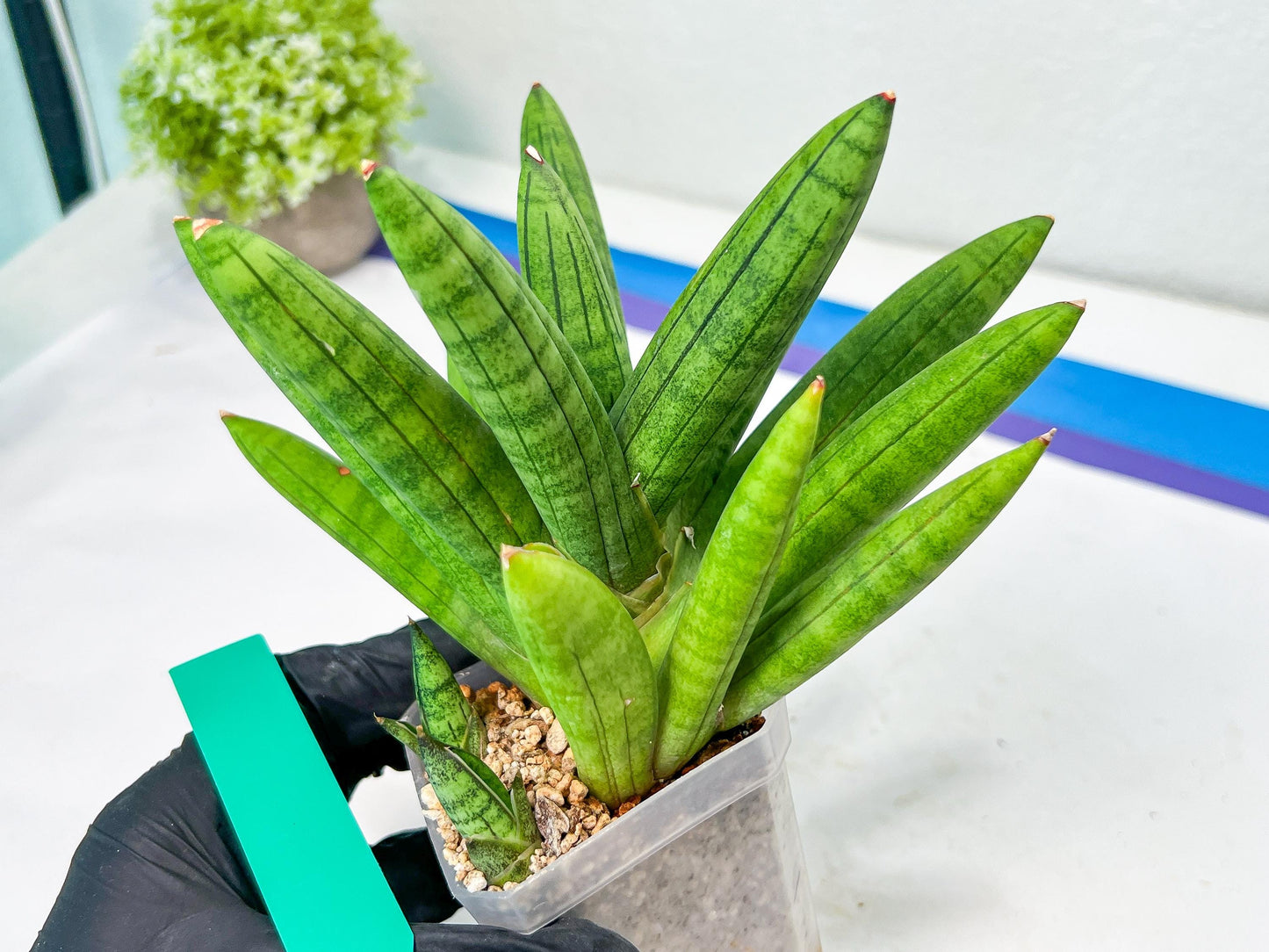 Sansevieria Mr. Hook Large (#C5) | Rare Imported House Plants