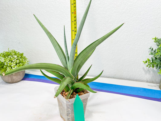Sansevieria Swan Dancer (#C6) | Imported Plants | Rare Hybrid Species