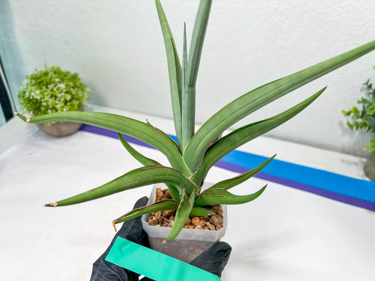 Sansevieria Swan Dancer XL | Imported Plants | Rare Hybrid Species