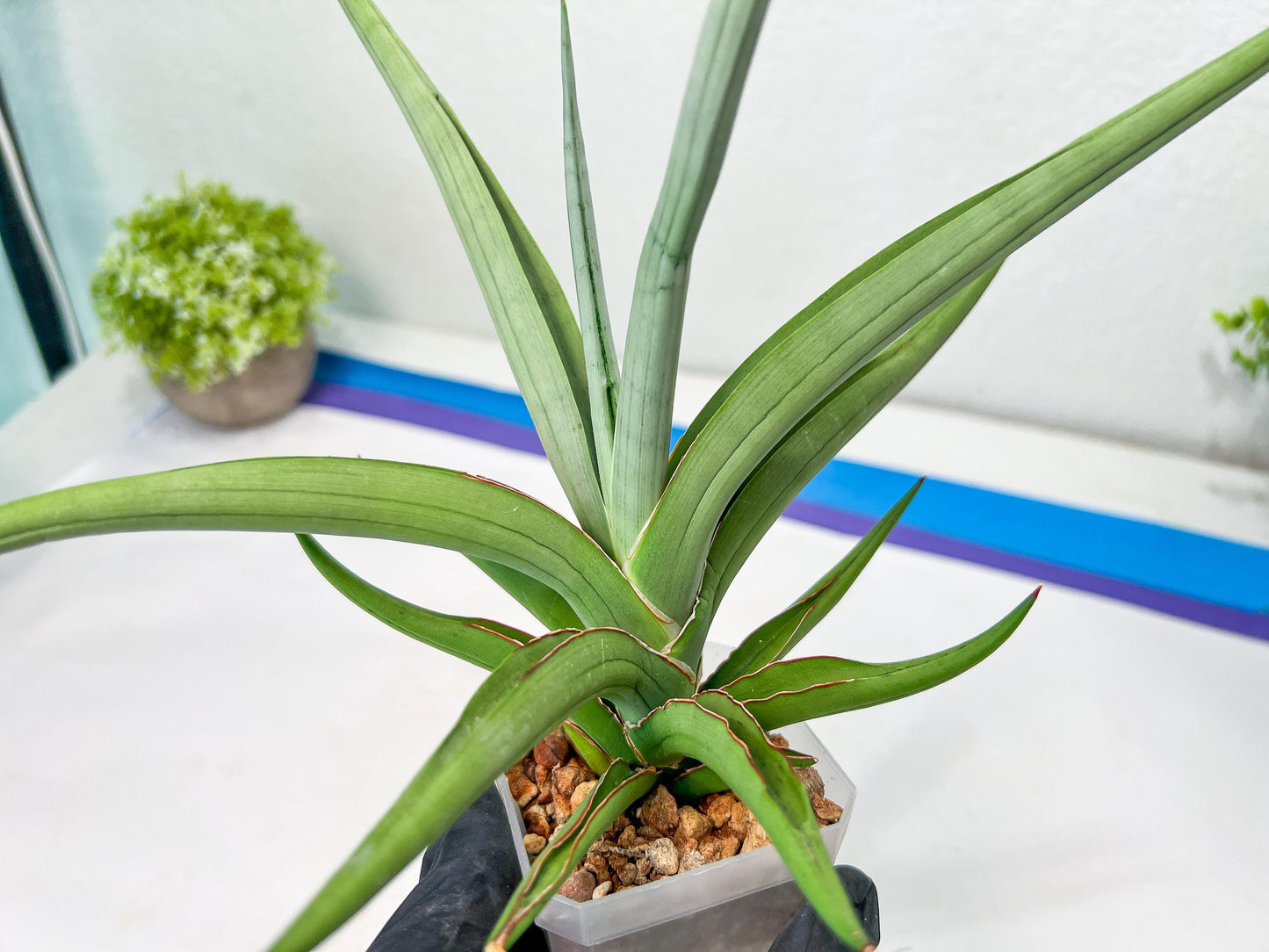 Sansevieria Swan Dancer XL | Imported Plants | Rare Hybrid Species