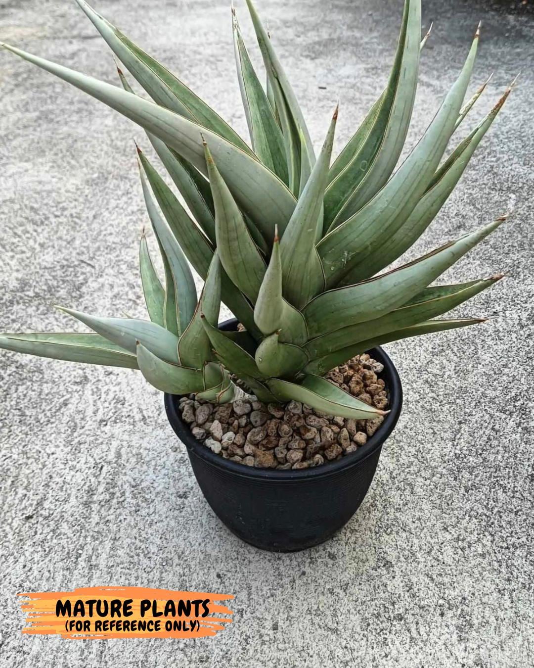 Sansevieria Chao Praya | Imported Plants | Rare Hybrid Species