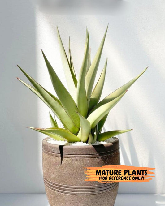 Sansevieria Lanta XL (#C6) | Imported Plants | Rare Hybrid Species