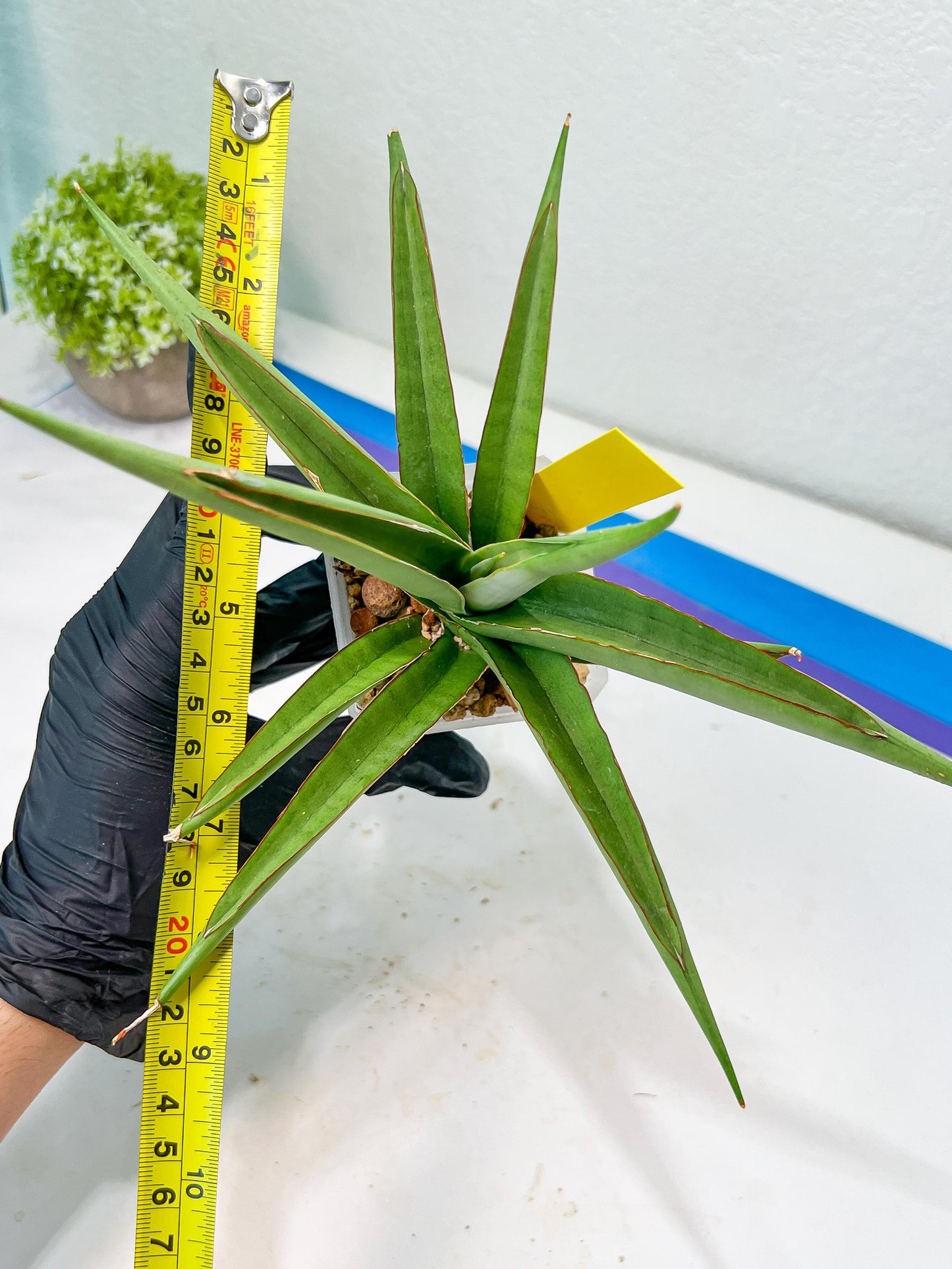 Sansevieria Lanta XL | Imported Plants | Rare Hybrid Species