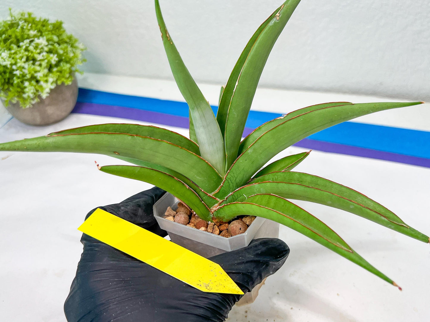 Sansevieria Lanta XL | Imported Plants | Rare Hybrid Species